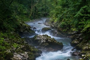 the water running down the Vintgar Gorge in Slovenia