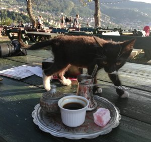 a cat at the "yellow fortress" in Sarajevo, Bosnia, with a cup of coffee