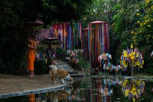 An apprentice in monk robes clean the courtyard of a temple in Chiang Mai and a stray dog drinks from the pond